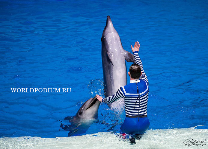 Дельфин я говорю тебе про любовь. Москвариум Затерянный мир Белуха. Говорят дельфины. Говорят дельфины говорят. Дельфин говорит.
