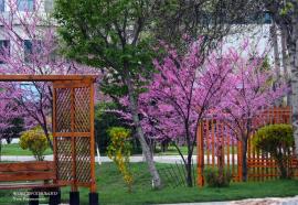 Весна в Ташкенте: «Если в твоей душе осталась хоть одна цветущая ветвь, на неё всегда сядет поющая птица»