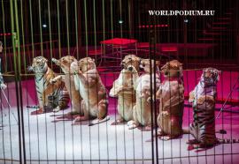  Всемирный фестиваль циркового искусства «ИДОЛ-2016» -  грандиозные аттракционы, не подвластные воображению! 