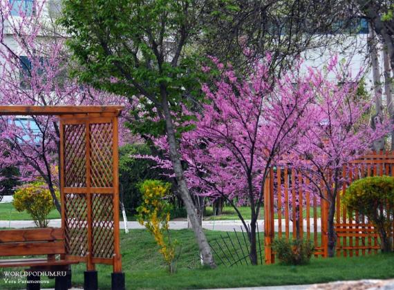 Весна в Ташкенте: «Если в твоей душе осталась хоть одна цветущая ветвь, на неё всегда сядет поющая птица»