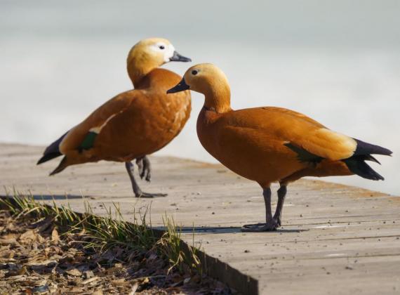 Видна птица по полету: на ВДНХ отметят Международный день птиц