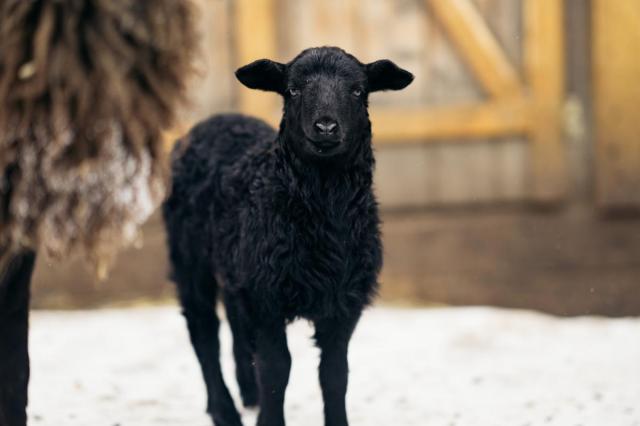 На «Городской ферме» ВДНХ родилась овечка