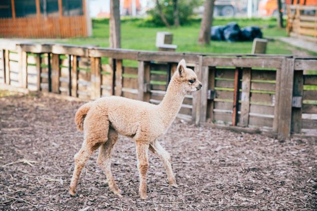 Интернет-пользователи выберут имя детенышу альпака, родившемуся на «Городской ферме» на ВДНХ