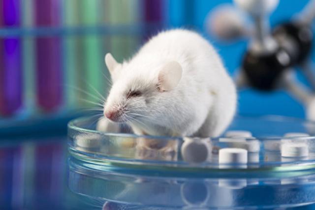Биологи пересадили мышам крохотный человеческий мозг