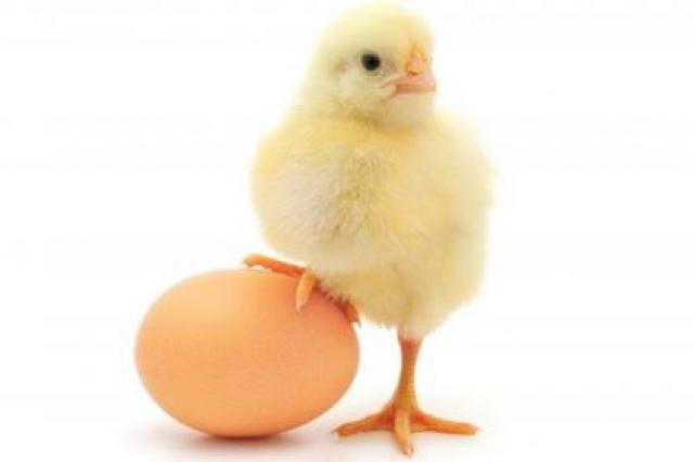 "Цыплёнок и яйцо": Учёные разгадали одну из главных загадок 