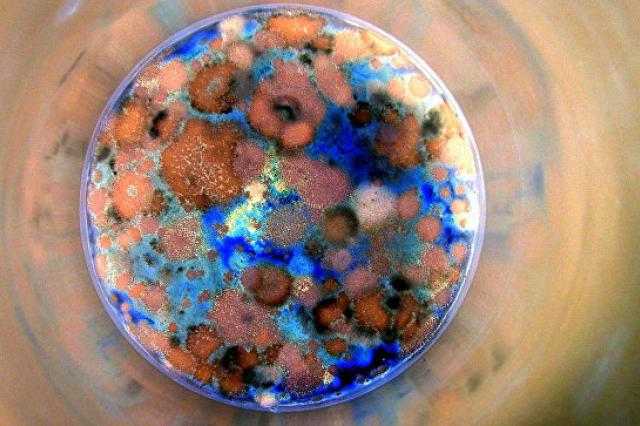 Биологи призвали построить "Ноев ковчег" для микробов
