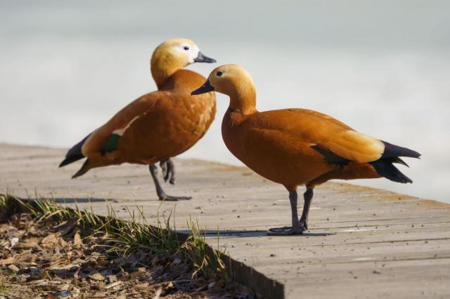 Видна птица по полету: на ВДНХ отметят Международный день птиц