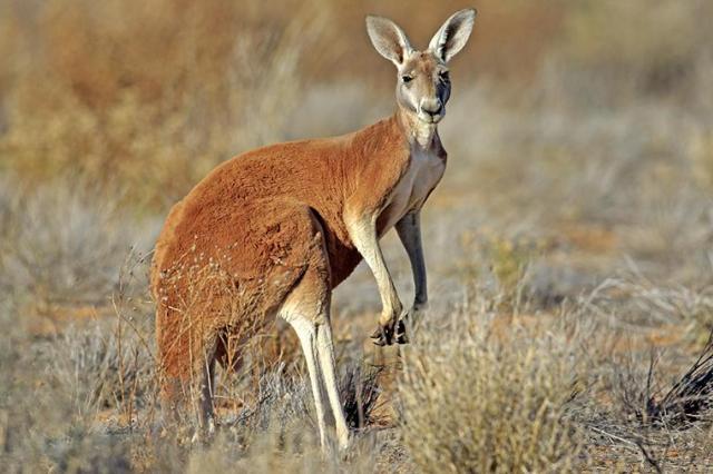 Ученые выяснили происхождение кенгуру в Австралии