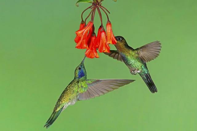Ученые раскрыли тайну необычной окраски колибри