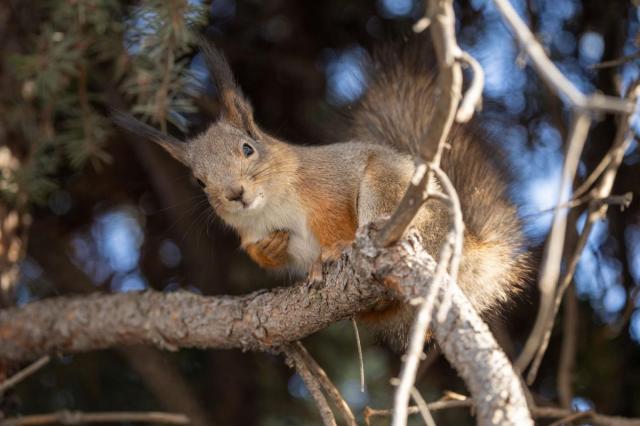 ВДНХ рассказывает о пушистых обитателях зеленых зон в Международный день белки