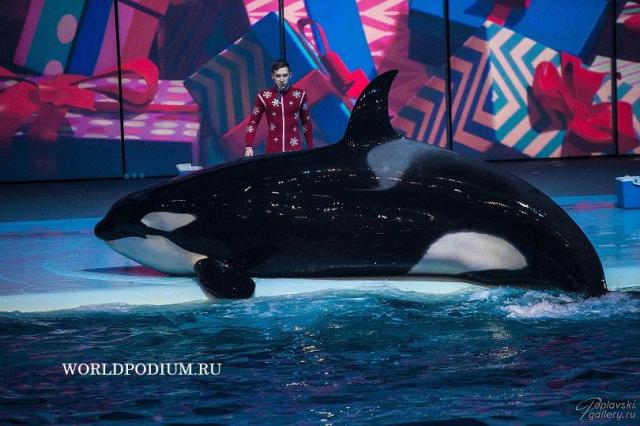 В «Москвариуме» на ВДНХ покажут новогодний мюзикл с морскими животными и цирковыми артистами
