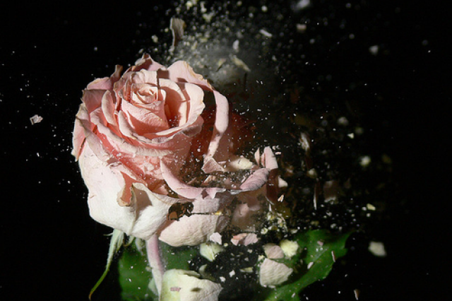 Ученые подарят женщинам ледяные розы к 8 марта