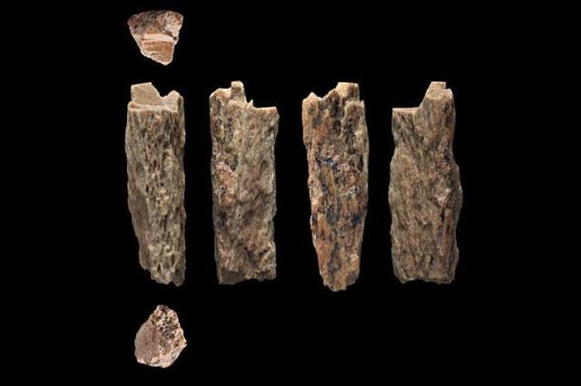 Обнаружены останки гибрида двух видов древнего человека