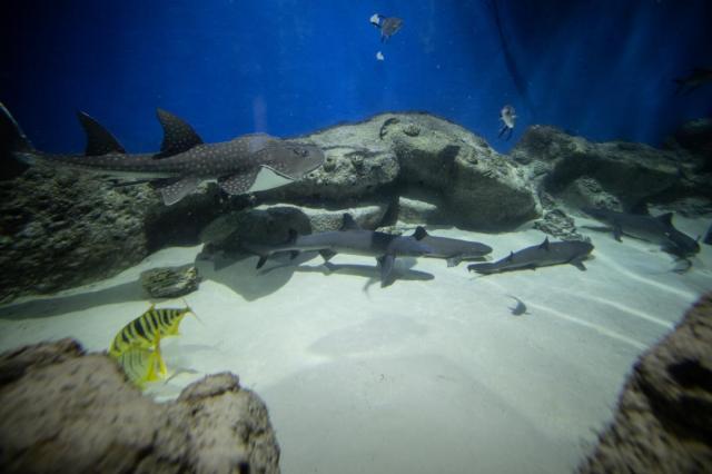 «Зубастые выходные»: в «Москвариуме» на ВДНХ покажут новорожденного акуленка