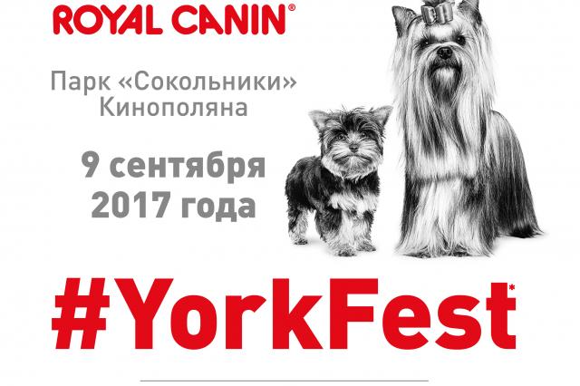 В парке «Сокольники» пройдёт первый YORK FEST