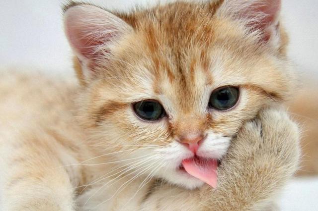 Учёные раскрыли главный секрет шершавого языка у кошек