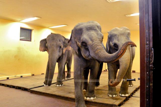 Слоны легендарной Династии Корнлиловых вне цирковой арены