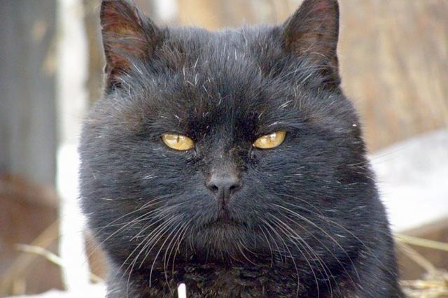 «Булгаковский дом» отправил кота Бегемота на пенсию