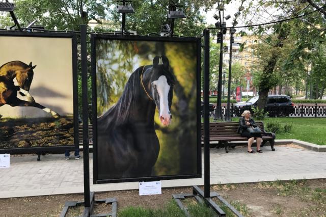 Торжественное открытие выставки «Лошади мира» состоялось в Москве!