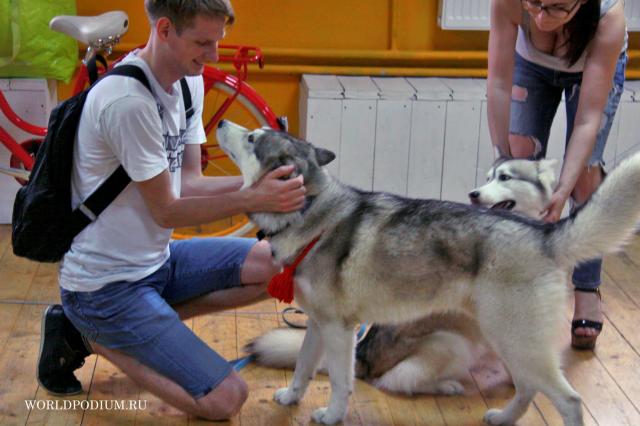 Проект о культуре общения людей и собак «Хаски в городе»