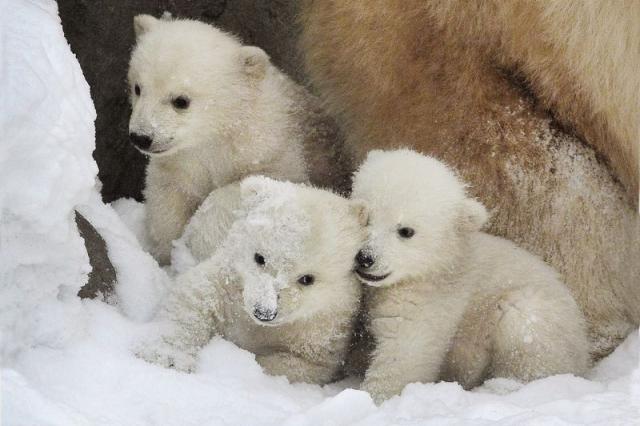 Московский зоопарк отметит день полярного медведя