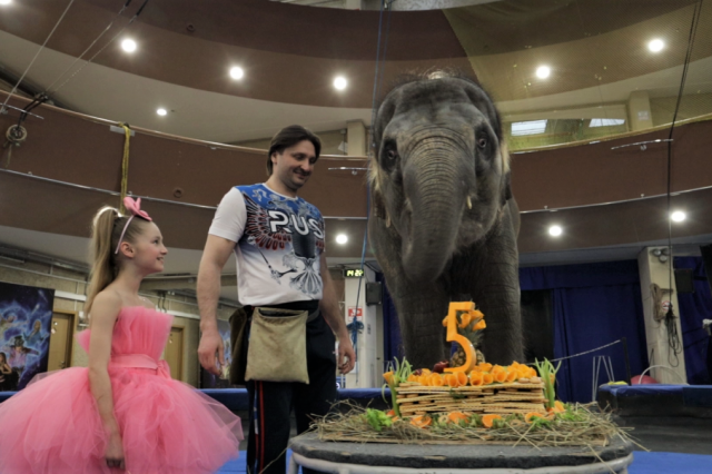 Начинающей цирковой слонихе Николь исполнилось 5 лет!