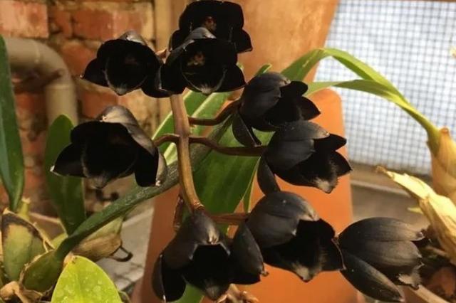   Самая чёрная орхидея в мире расцвела в «Аптекарском огороде»