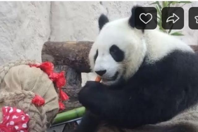 Панды Московского зоопарка отметили день рождения