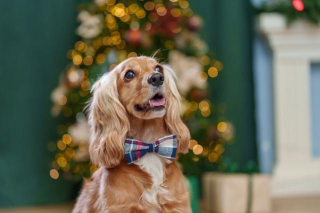 «Пушистая зима в Большой Стране»: фольклор, любовь к животным и новогодняя магия на выставке в мультимедийном пространстве 