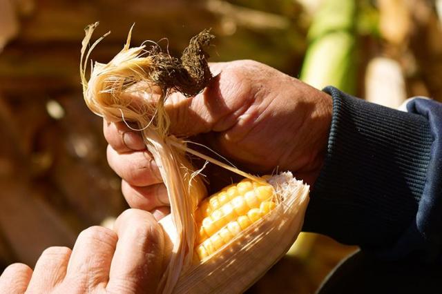 Ученые создали новый способ борьбы с потерей урожайности