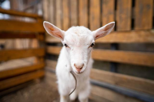 ВДНХ объявляет старт голосования на выбор имени новорожденным козлятам и ягнятам на Городской ферме