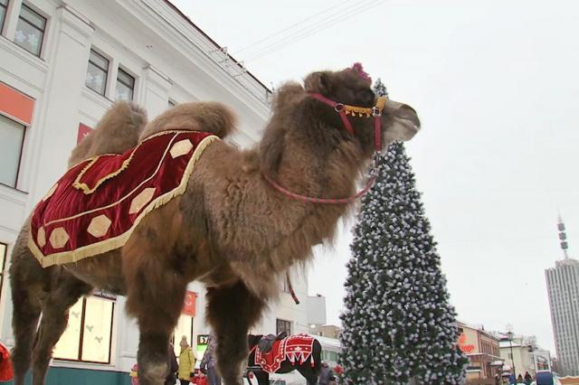 Верблюдица Люся стала героиней Нового года в Архангельске