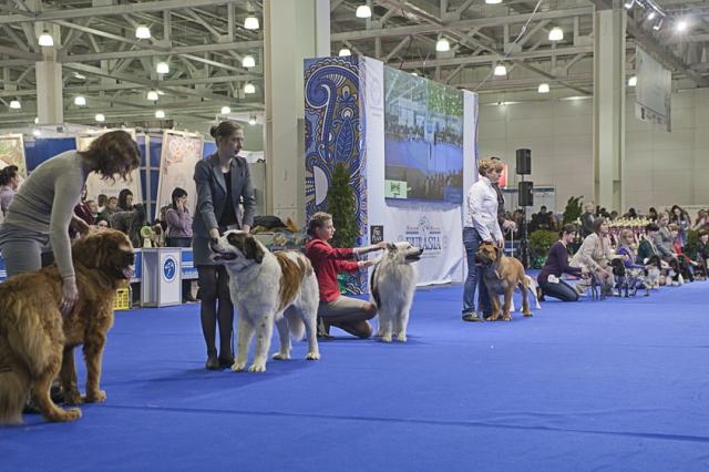 Выставка собак «Евразия» справляет юбилей