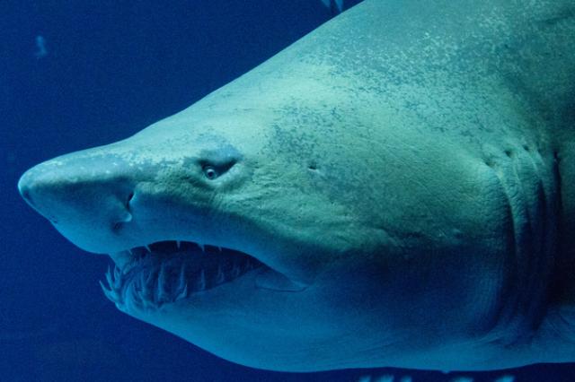 Американские ученые нашли единственную в мире «акулу-вегетарианца»