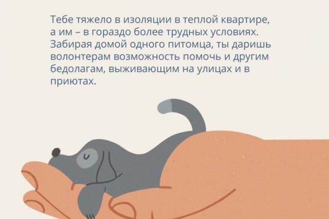 Москвичам предложат взять животных из приюта с доставкой на дом