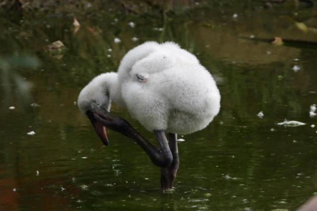 В Московском зоопарке появились птенцы фламинго