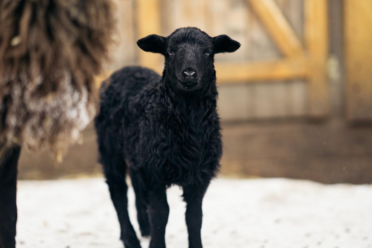 На «Городской ферме» ВДНХ родилась овечка