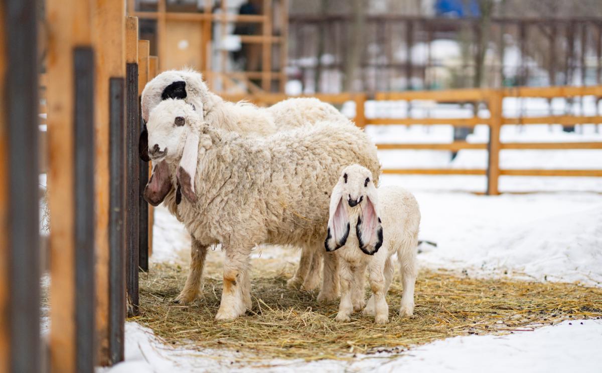 Валлийские козы и лойские овцы: на «Городской ферме» ВДНХ появились новые жители