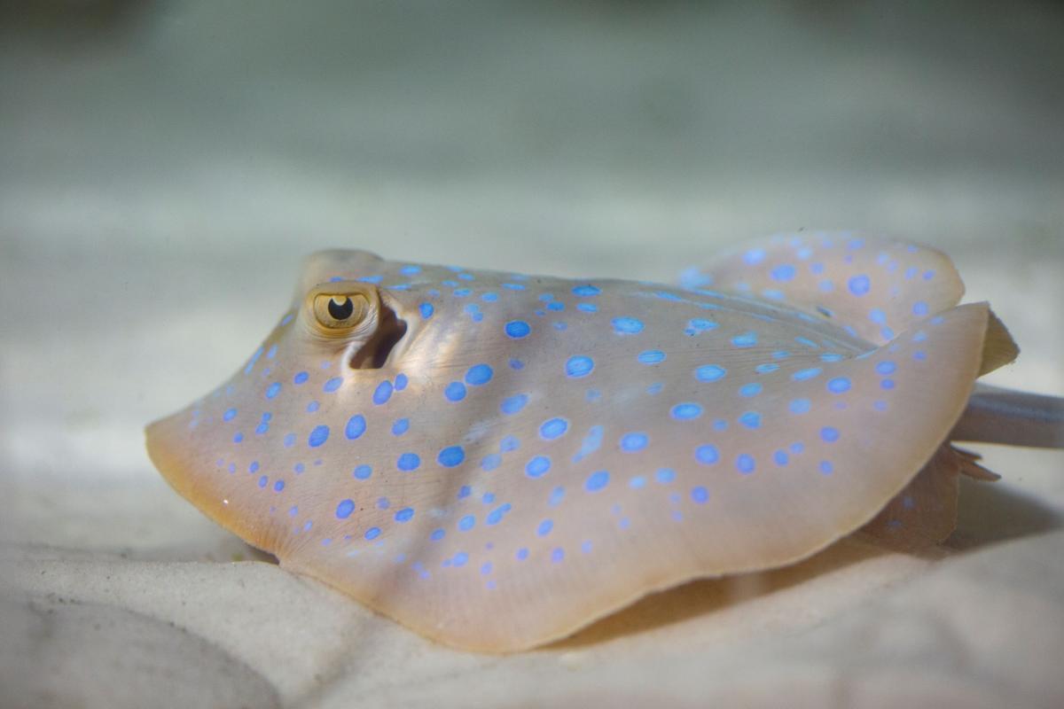  В «Москвариуме» на ВДНХ впервые появилось потомство синепятнистых рифовых скатов