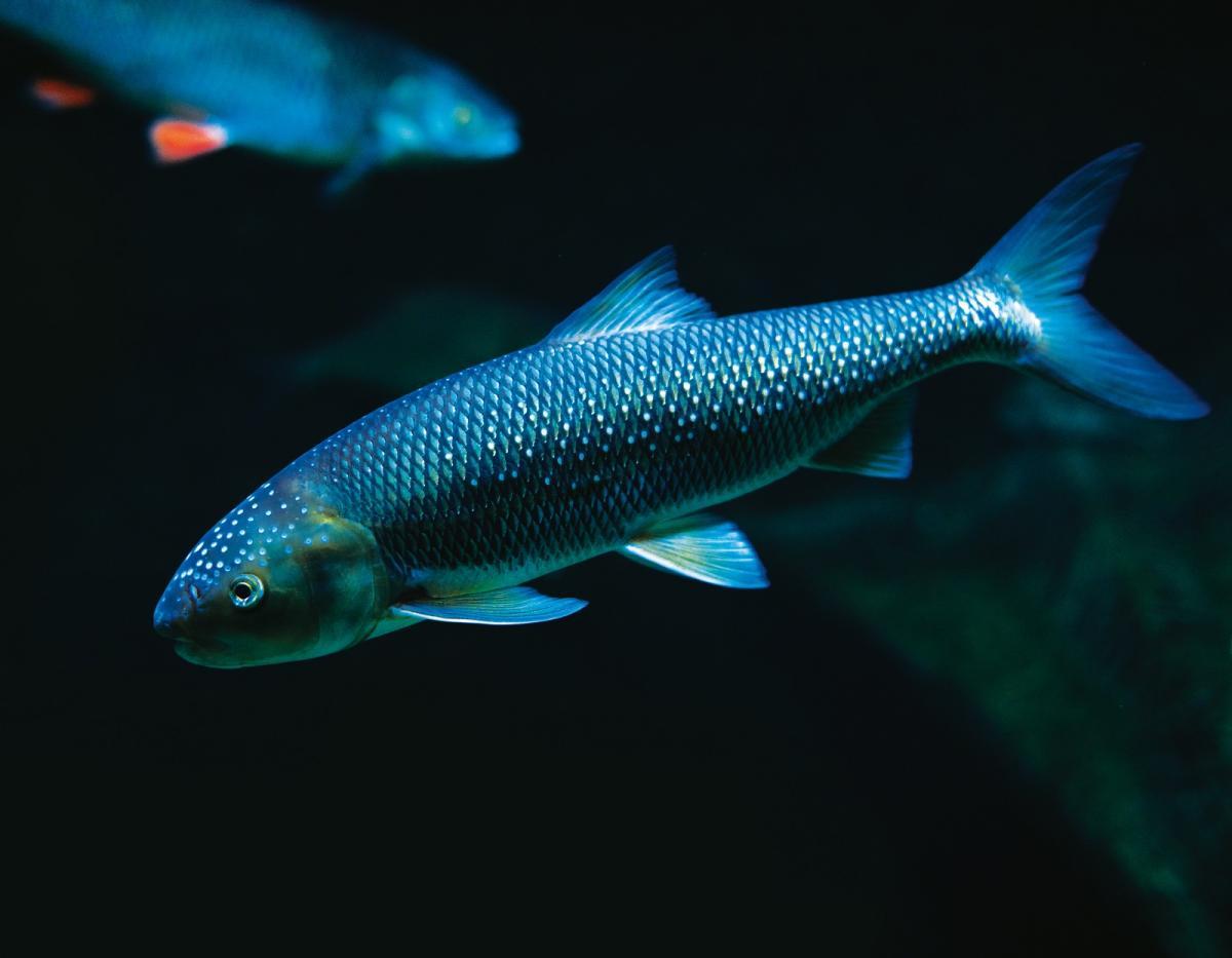 В «Москвариуме» на ВДНХ впервые появилось потомство рыб вырезубов