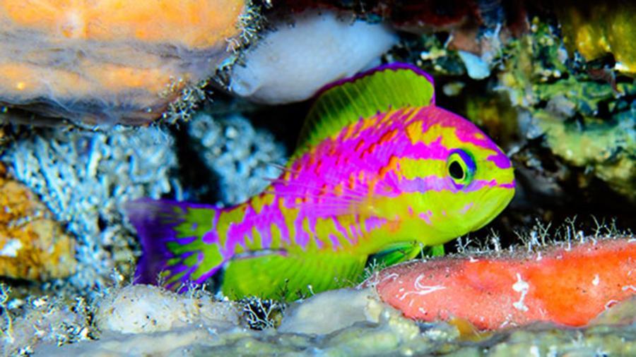 Ученые нашли рыбу кислотных цветов