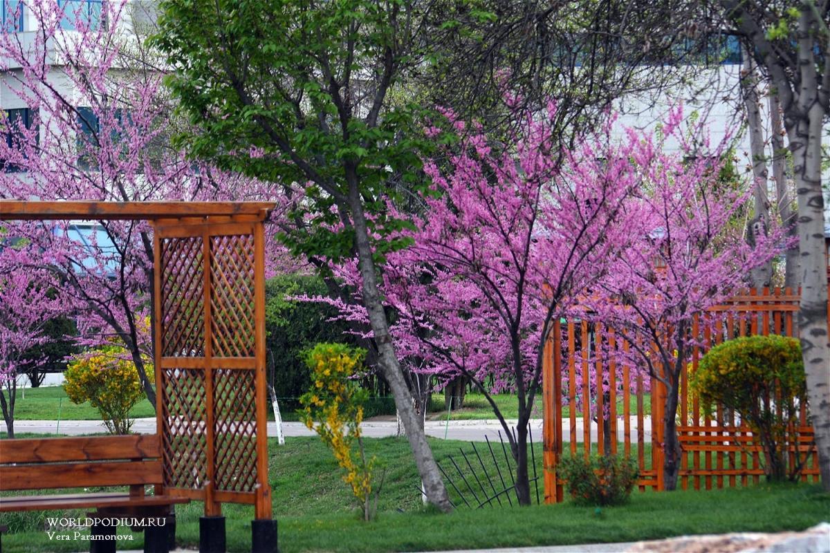 Весна в Ташкенте: «Если в твоей душе осталась хоть одна цветущая ветвь, на неё всегда сядет поющая птица»