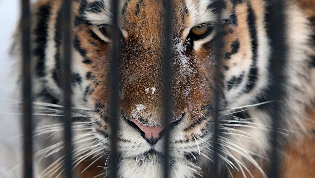 В Приморье провели съемки амурского тигра для нового сериала Netflix