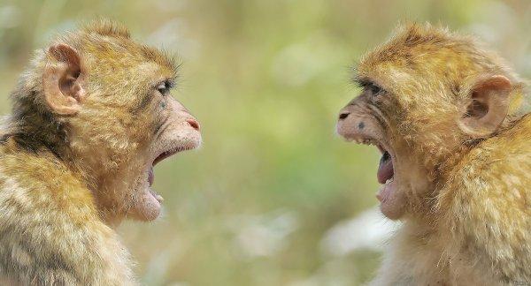 Мозги обезьян начали работать синхронно после наблюдения друг за другом  