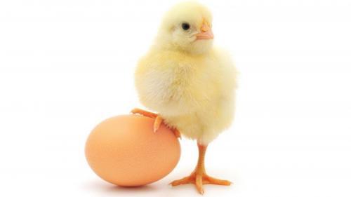 &quot;Цыплёнок и яйцо&quot;: Учёные разгадали одну из главных загадок 