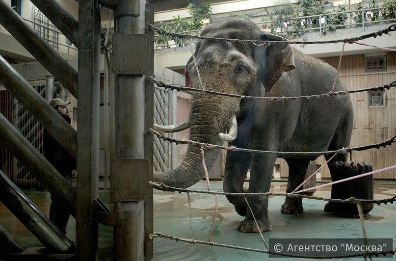 В Московском зоопарке открылся Музей слонов 