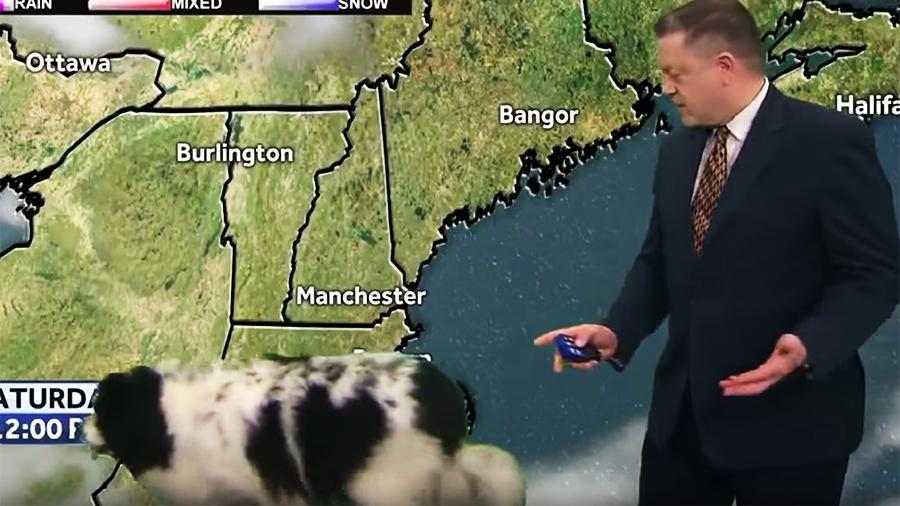 Крупный пес внезапно появился в кадре во время прогноза погоды