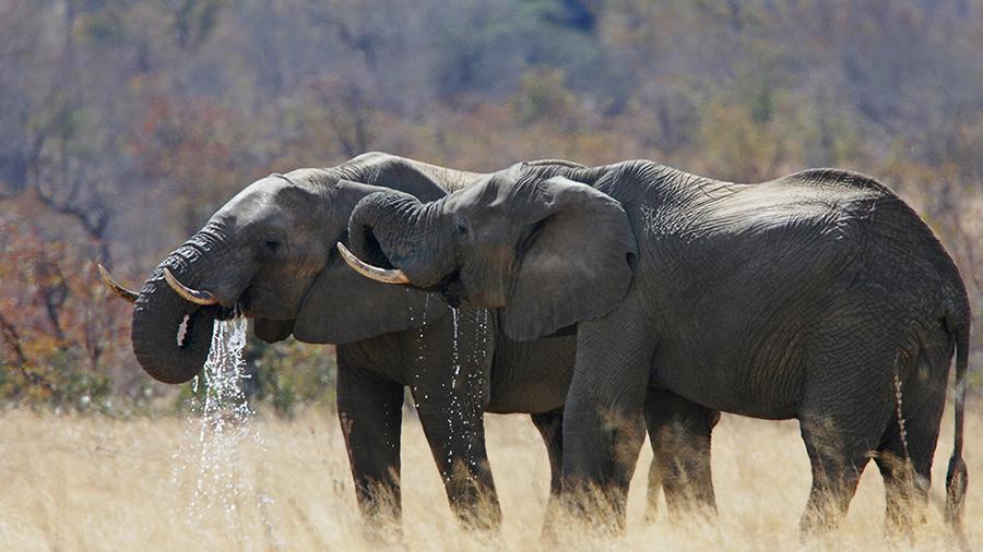 Палеонтологи открыли «прямого» предка человека размером со слона