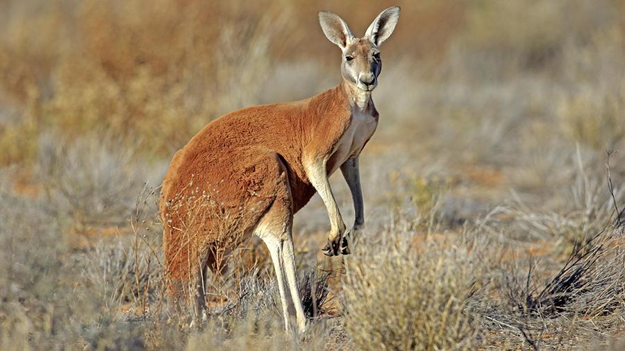 Ученые выяснили происхождение кенгуру в Австралии