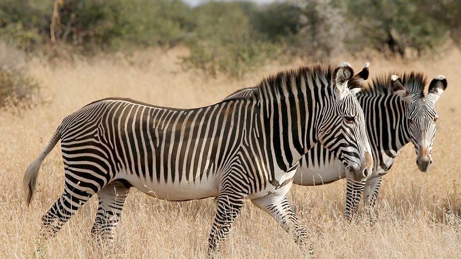 Ученые раскрыли секрет полосатого окраса у зебр